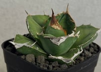 アガベ・チタノタ 中国大白鯊（芽）-010｜agave titanota