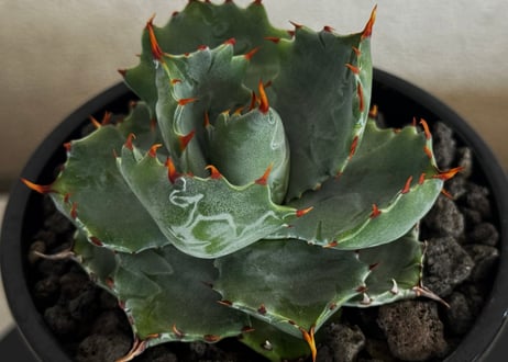 アガベ・姫蠍蟹 (小株)-019｜Agave gypsophila x isthmensis