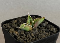 アガベ・チタノタ 万妖后（芽）-005｜agave titanota wan yao hou