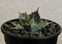 アガベ ハイブリッド・甲蟹×妖炎 (小株/実生)-014｜Agave hybrid isthmensis × utahensis var. eborispina
