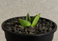 アガベ・笹の雪 スーパーワイド -005｜agave victoriae-reginae  super wide