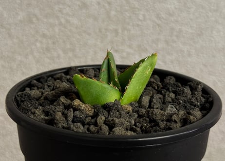 アガベ・笹の雪 スーパーワイド -005｜agave victoriae-reginae  super wide