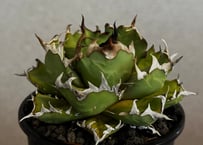 アガベ・チタノタ 姫厳竜(厳選)-100｜agave titanota dwarf