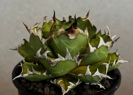 アガベ・チタノタ 姫厳竜(厳選)-100｜agave titanota dwarf