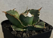 アガベ・チタノタ 中国大白鯊（芽）-009｜agave titanota
