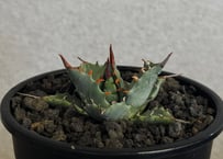 アガベ ハイブリッド・甲蟹×妖炎 (小株/実生)-011｜Agave hybrid isthmensis × utahensis var. eborispina