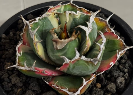アガベ・チタノタ白鯨（覆輪）-015｜agave titanota white whale ver.margination