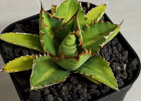 アガベ・ハイブリッド 萬代 X 厳竜（寛版刺/Lize血統）芽-012｜agave titanota×lophantha（ Hybrid）