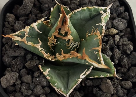 アガベ・チタノタ LQH_火（芽）-005｜agave titanota mars