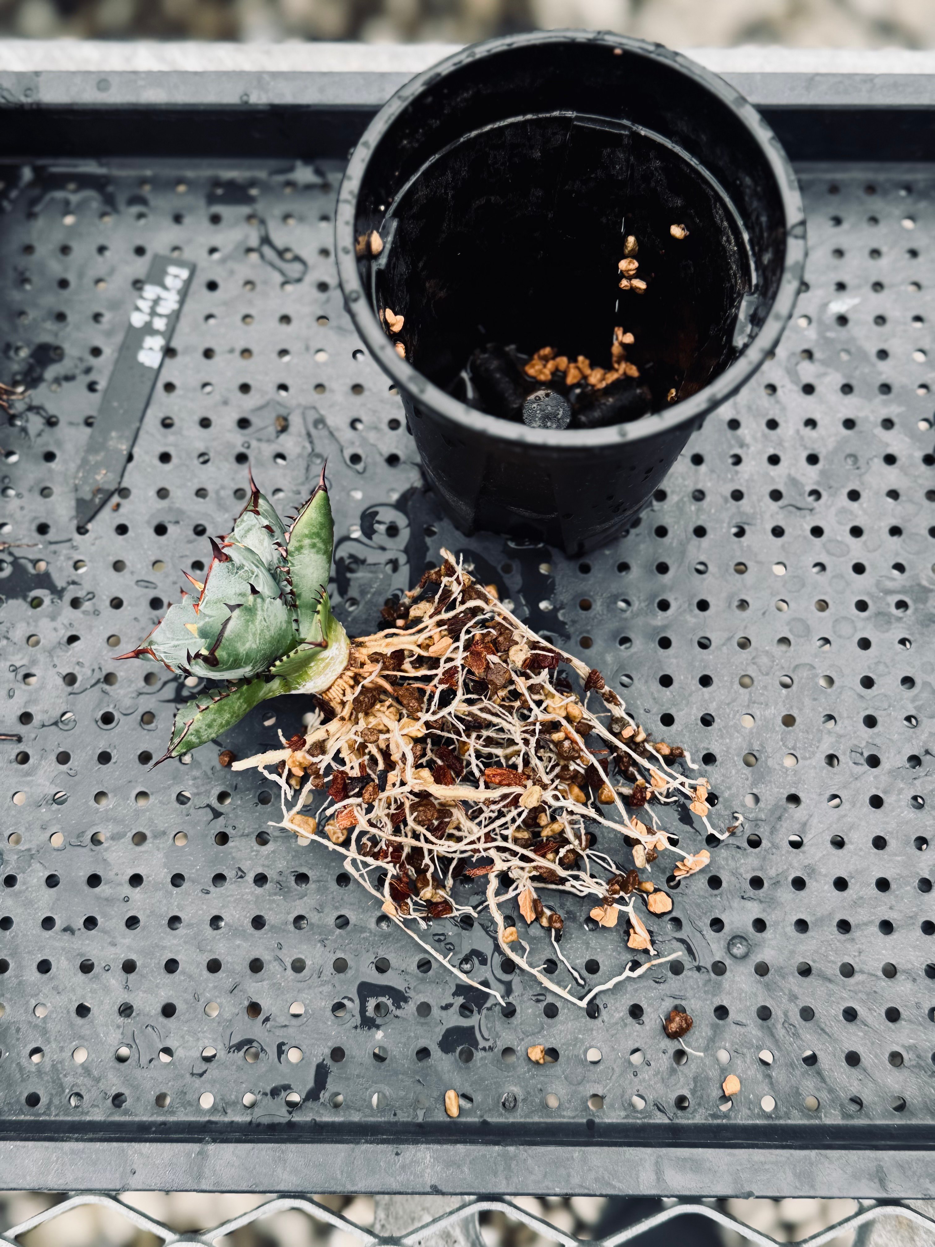 単品】+PLANTS_スリット鉢・ロング（3号サイズ） | Plus_Plants STORE