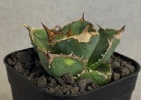 アガベ・チタノタ 疣猪/丸叶背刺（芽）-027｜agave titanota warthog
