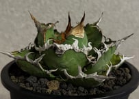 アガベ・チタノタ シーザー/凱撒（台湾Hanes）-078｜agave titanota caesar