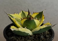 アガベ・チタノタ  スナグルトゥース（芽／Lize血統）-009｜agave titanota snaggle_tooth