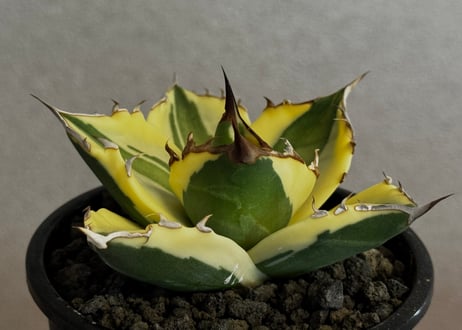 アガベ・チタノタ  スナグルトゥース（芽／Lize血統）-009｜agave titanota snaggle_tooth