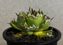 ◆厳選◆アガベ・チタノタ 姫厳竜-102｜agave titanota dwarf