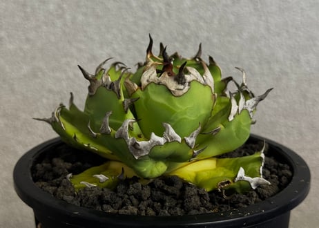◆厳選◆アガベ・チタノタ 姫厳竜-102｜agave titanota dwarf