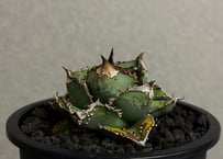 アガベ・チタノタ 鰐亀（中株）-039｜agave titanota alligator snapper