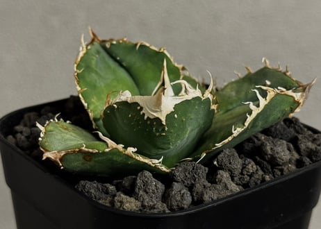 アガベ・チタノタ 蚩尤（芽）-013｜agave titanota chiyou