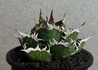 ◆厳選◆アガベ・チタノタ 海王（中株）-043｜agave titanota aqua man