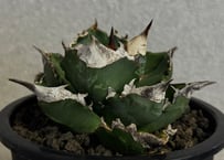 アガベ・チタノタ 白火焔(台湾Hanes)-049｜agave titanota white flame