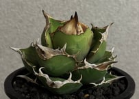 アガベ ハイブリッド・甲蟹×妖炎 (小株/実生)-003｜Agave hybrid isthm