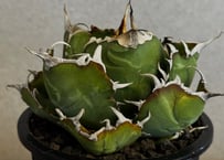 アガベ・チタノタ白鯨-102｜agave titanota white whale