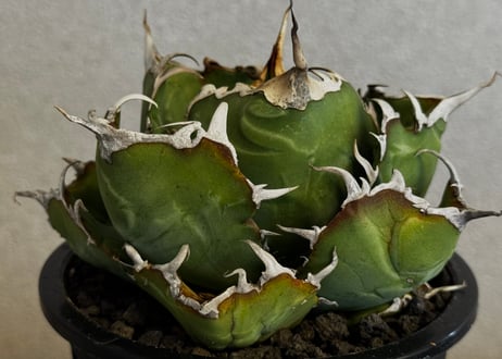 アガベ・チタノタ白鯨-102｜agave titanota white whale