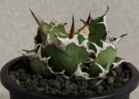 アガベ・チタノタ シーザー/凱撒（台湾Hanes）-077｜agave titanota caesar