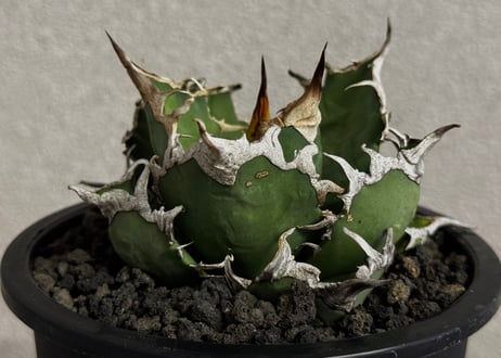アガベ・チタノタ シーザー/凱撒（台湾Hanes）-077｜agave titanota caesar