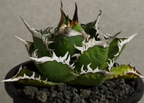 ◆厳選◆アガベ・チタノタ 海王（中株）-041｜agave titanota aqua man