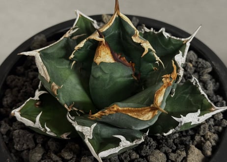 アガベ・チタノタ 白火焔(中株/台湾Hanes)-040｜agave titanota white flame