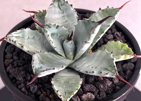 アガベ ハイブリッド・曲刺八荒雷神｜（芽／台湾Hanes）-001｜agave Potatorum×Macroacantha