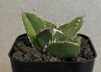 アガベ・チタノタ 蚩尤（芽）-016｜agave titanota chiyou
