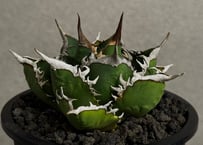 ◆厳選◆アガベ・チタノタ 海王（中株）-042｜agave titanota aqua man