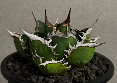 ◆厳選◆アガベ・チタノタ 海王（中株）-042｜agave titanota aqua man