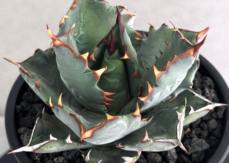 アガベ ハイブリッド・甲蟹×姫厳竜 (小株/実生)-004｜Agave hybrid isth