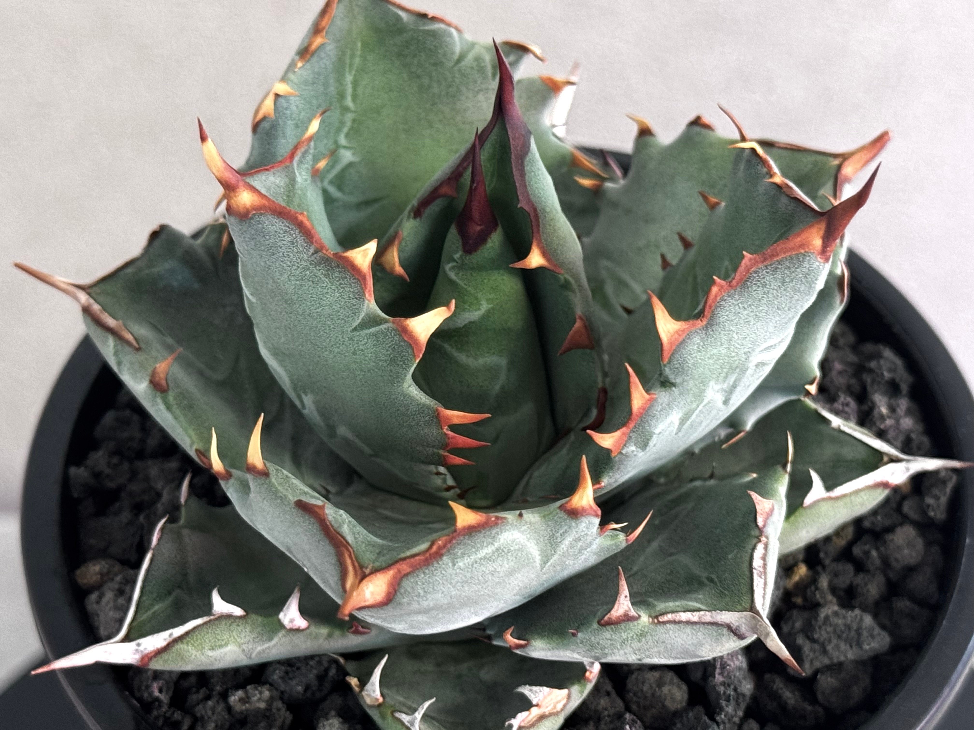 アガベ ハイブリッド・甲蟹×姫厳竜 (小株/実生)-004｜Agave hybrid isth