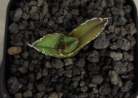 アガベ・チタノタ　USFO(芽)-002｜agave titanota USFO