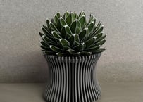 アガベ・笹の雪 -004｜agave victoriae-reginae