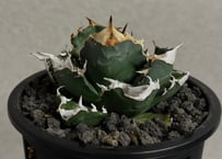 アガベ・チタノタ 白火焔(中株/台湾Hanes)-040｜agave titanota white flame