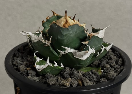 アガベ・チタノタ 白火焔(中株/台湾Hanes)-040｜agave titanota white flame