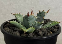 アガベ ハイブリッド・甲蟹×妖炎 (小株/実生)-016｜Agave hybrid isthmensis × utahensis var. eborispina