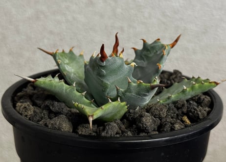 アガベ ハイブリッド・甲蟹×妖炎 (小株/実生)-016｜Agave hybrid isthmensis × utahensis var. eborispina