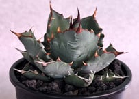 アガベ・姫蠍蟹 (小株)-001｜Agave gypsophila x isthmensis