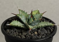 アガベ ハイブリッド・甲蟹×妖炎 (小株/実生)-007｜Agave hybrid isthmensis × utahensis var. eborispina