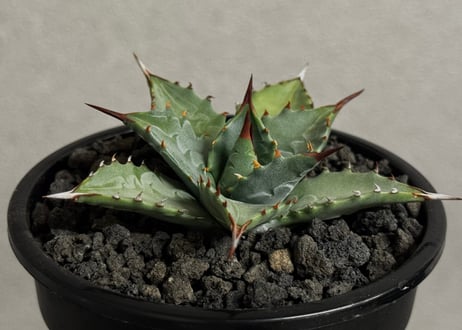 Plus_Plants STORE
