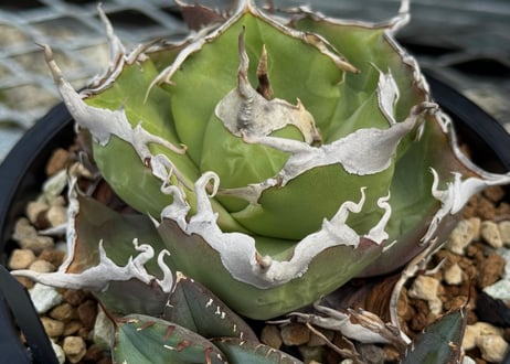 アガベ・チタノタ 澳洲鑽石(芽)-007｜agave titanota australia diamond