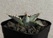 アガベ・チタノタ LQH_土（芽）014｜agave titanota saturn