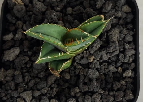 アガベ・チタノタ　清櫻(Lize血統／芽)-008｜agave titanota Queen