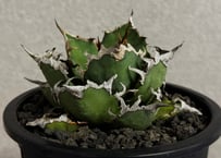 アガベ・チタノタ シーザー/凱撒（台湾Hanes）-076｜agave titanota caesar
